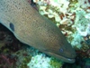 giant moray2.jpg